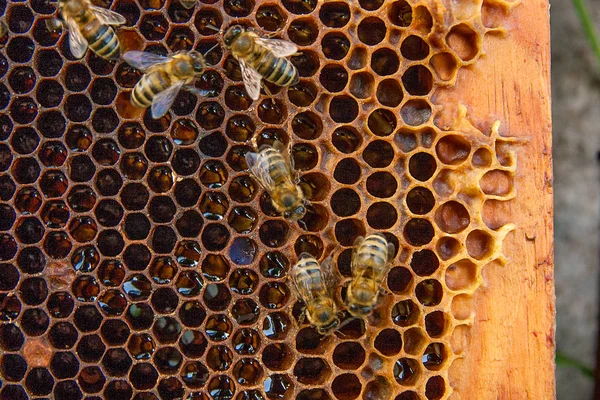 Veduta delle api lavoratrici sul favo con miele dolce . — Foto Stock
