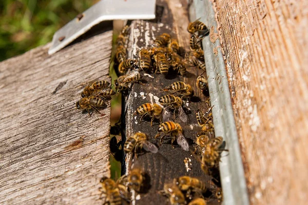 Багато бджіл біля входу до вулика на пасіці . — стокове фото