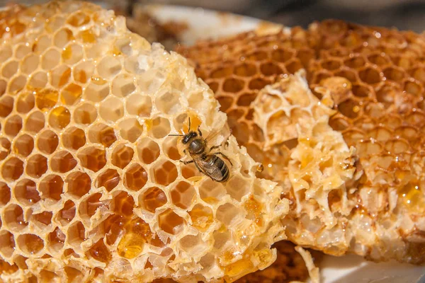 Vista de cerca de la abeja de trabajo en el panal con dulce hon — Foto de Stock
