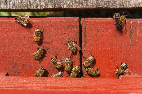 Множество пчёл у входа в улей на пасеке . — стоковое фото