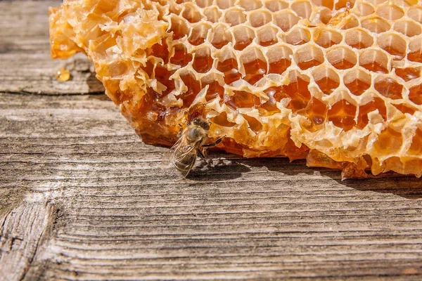 Vue rapprochée de l'abeille qui travaille sur le nid d'abeille avec son doux hon — Photo