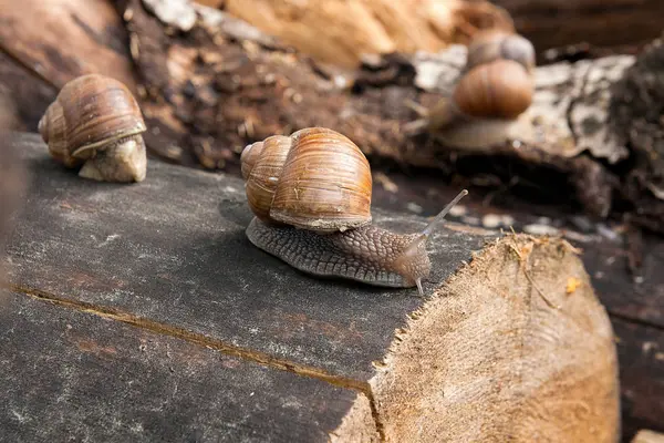 Vista de perto do caracol Borgonha (Helix, caracol romano, caracol comestível — Fotografia de Stock