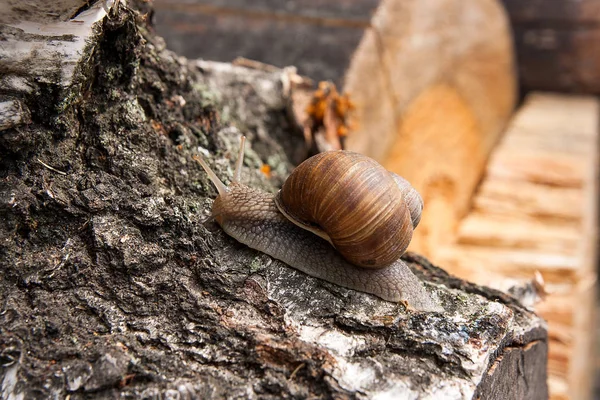 Burgundy snail (Helix, Roman snail, edible snail, escargot) craw — Stock Photo, Image