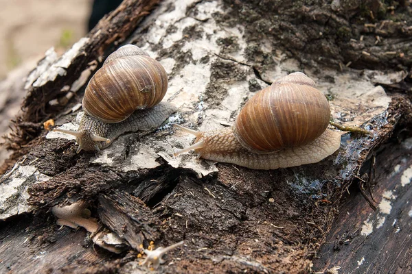 Due lumache borgognone (Helix, lumaca romana, lumaca commestibile, escargot ) — Foto Stock