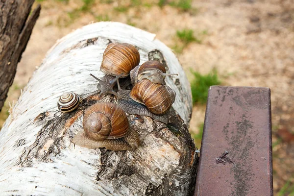 集团的大勃艮第蜗牛 （螺旋，罗马蜗牛食用蜗牛，, — 图库照片