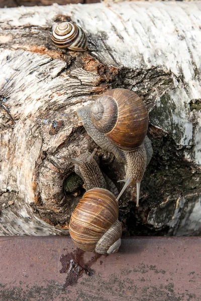 Δύο μεγάλα σαλιγκάρια της Βουργουνδίας (Helix, το ρωμαϊκό σαλιγκάρι, βρώσιμα σαλιγκάρια, escar — Φωτογραφία Αρχείου