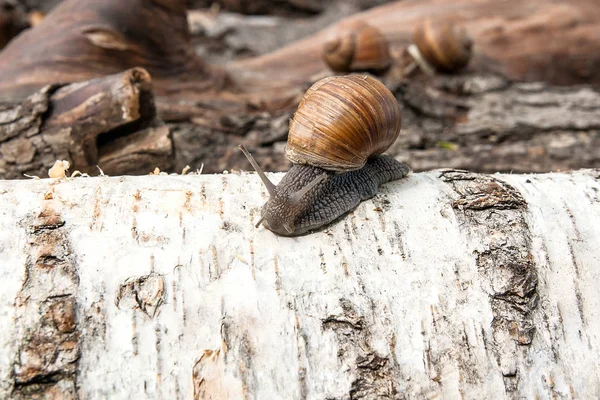 Burgundy snail (Helix, Roman snail, edible snail, escargot) craw — Stock Photo, Image
