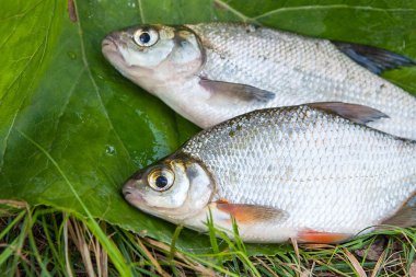 Tatlı su ortak çipura ve beyaz çipura veya gümüş çipura balık 