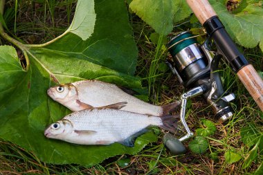İki tatlı su balık çipura veya gümüş balık olta ile beyaz 