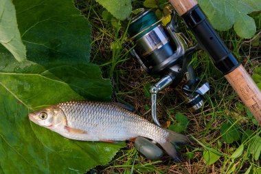 AK balık Balık ve olta ile reel görünümü 