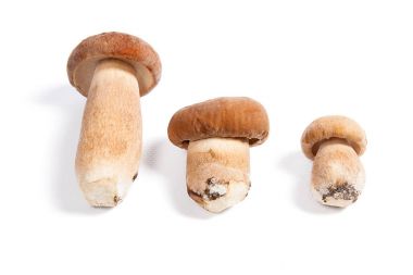 Boletus mantarı wh izole olarak bilinen birkaç porcini mantar