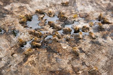 Arı ve arı bal damla vintage ahşap backgrou üzerinde kaynıyor