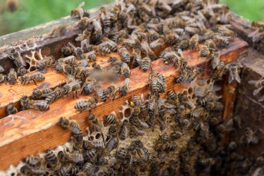 Bir petek kaynıyor arılar görünümünü kapat