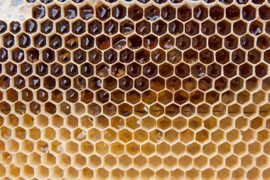 Arka plan olarak kadar Petek Bal ile görünümünü kapat