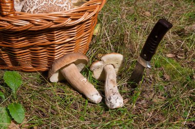 Birkaç porcini mantar (Boletus mantarı, cep, penny çörek, porci
