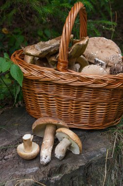 Birkaç porcini mantar (Boletus mantarı, cep, penny çörek, porci