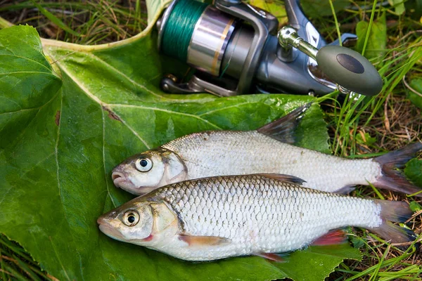 Tatlı su ortak çipura ve AK balık olta ile balık 