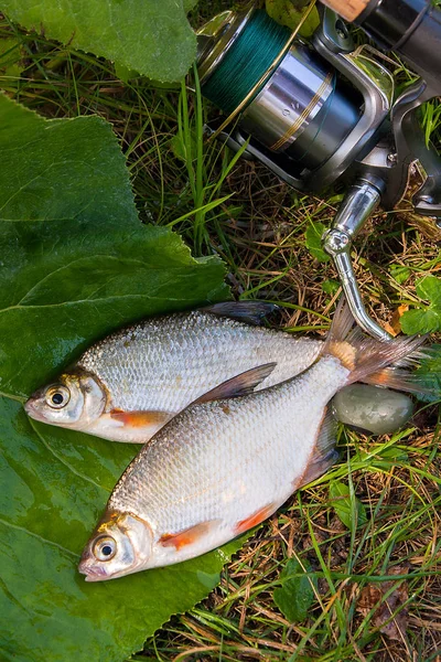 İki tatlı su balık çipura veya gümüş balık olta ile beyaz — Stok fotoğraf
