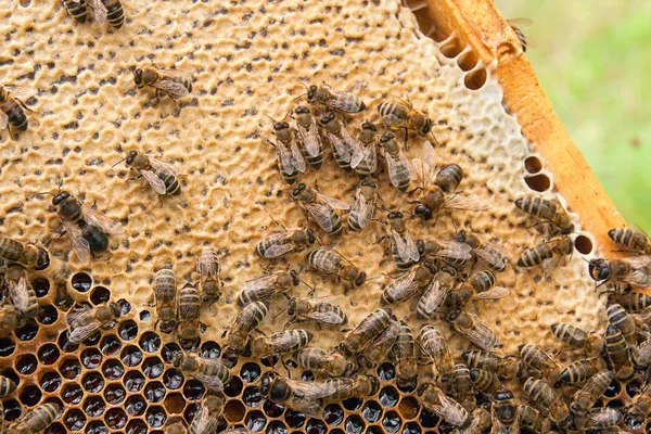 Arılar meşgul, petek üzerinde çalışma arıların görünümü kadar yakın.