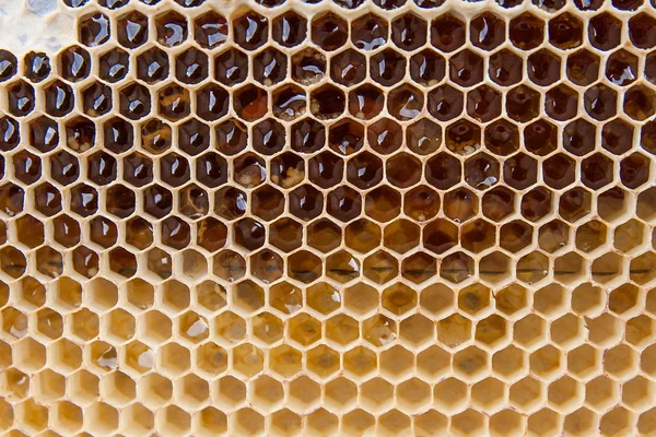 Arka plan olarak kadar Petek Bal ile görünümünü kapat