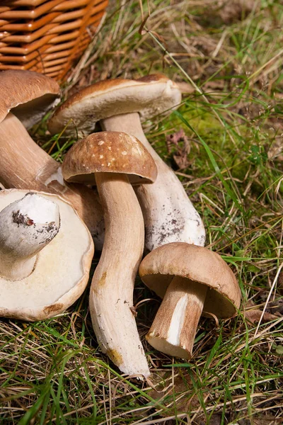 Verschillende porcini paddestoelen (Boletus edulis, cep, penny broodje, porci — Stockfoto