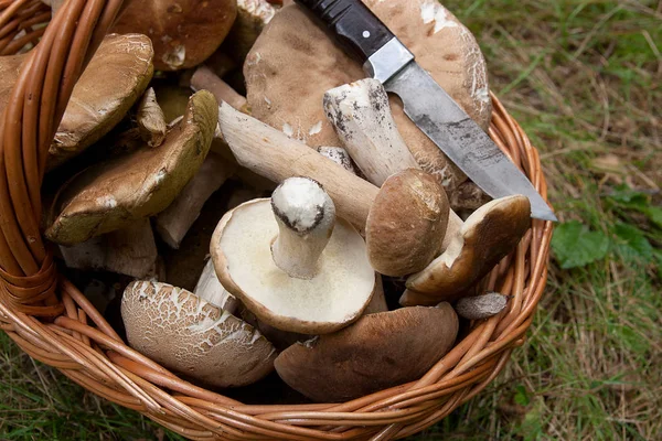 Karljohanssvamp (Boletus edulis, cep, penny bulle, Karl Johan eller ki — Stockfoto