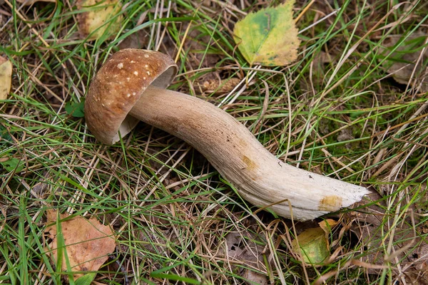 Single porcini mushroom (Boletus edulis, cep, penny bun, porcino — Stock Photo, Image