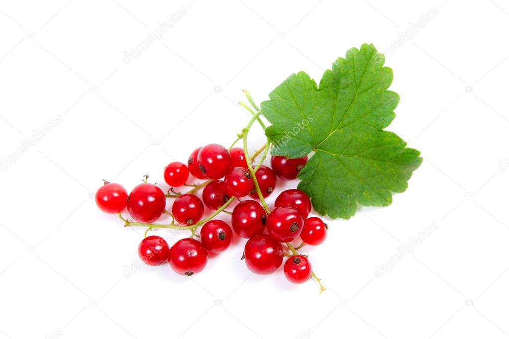 Red currant berry isolated on white. A bunch of red currant