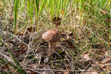 Bir yeşil yosun büyüyen orman mantar kahverengi kap çörek