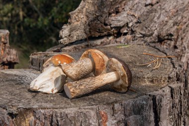 Kahverengi kap çörek mantar (Boletus badius) ve porcini grup