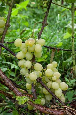 Demet üzüm şarap Emlak veya f yağmur sonra bir bağ içinde