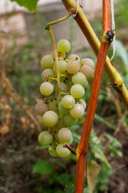Rai sonra bahçede yeşil üzüm demet