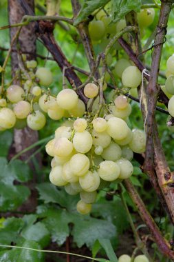 Demet üzüm şarap Emlak veya f yağmur sonra bir bağ içinde