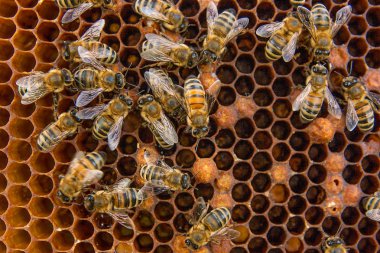 Arılar meşgul, petek üzerinde çalışma arıların görünümü kadar yakın. 