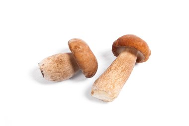 Boletus mantarı beyaz b izole olarak bilinen iki porcini mantar