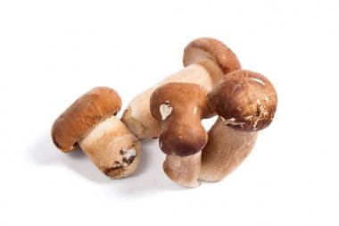 Boletus mantarı wh izole olarak bilinen birkaç porcini mantar