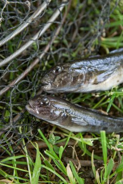 Tatlı su bullhead balık veya yuvarlak kaya balığı balık sadece üzerinden alınan 