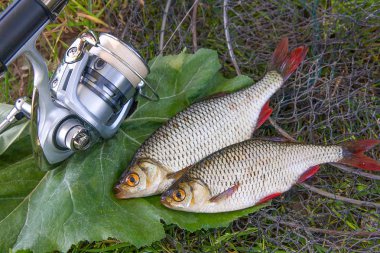 İki tatlı su ortak rudd balık görünümünü siyah Balık ağı üzerinde ve