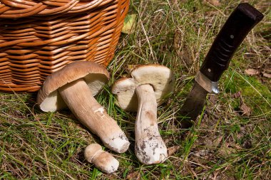 Birkaç porcini mantar (Boletus mantarı, cep, penny çörek, porci