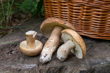 Birkaç porcini mantar (Boletus mantarı, cep, penny çörek, porci