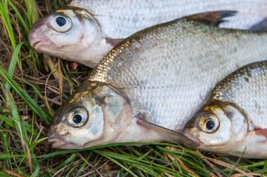 Tatlı su ortak çipura ve beyaz çipura veya gümüş çipura balık 