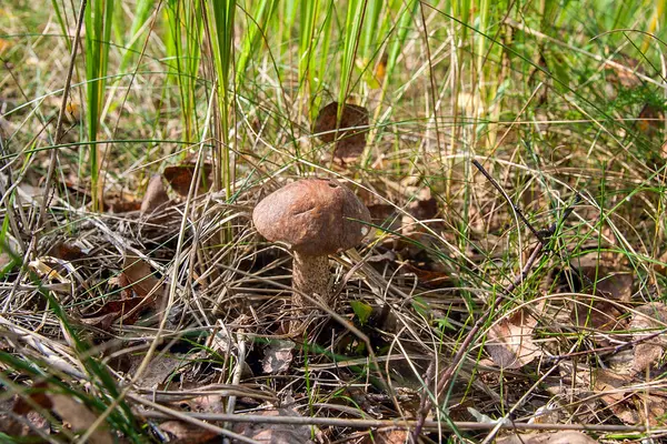 Bir yeşil yosun büyüyen orman mantar kahverengi kap çörek