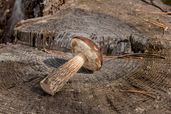 Seta Boletus casquillo marrón único (Boletus badius) en wo natural — Foto de Stock