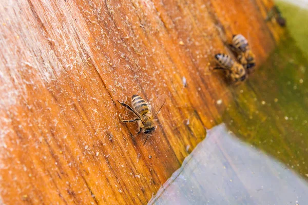 Arılar içme suyu yaz.