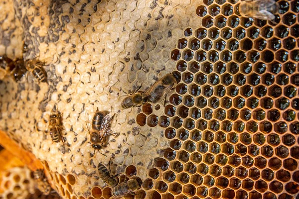 Vue des abeilles qui travaillent sur le nid d'abeille avec du miel doux . — Photo