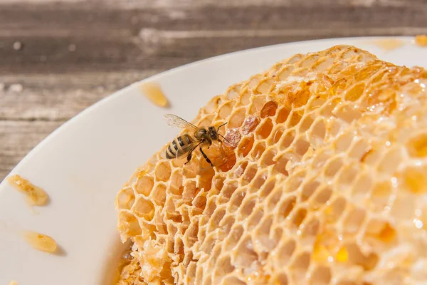 Vista da vicino dell'ape da lavoro sul favo con dolce tesoro — Foto Stock