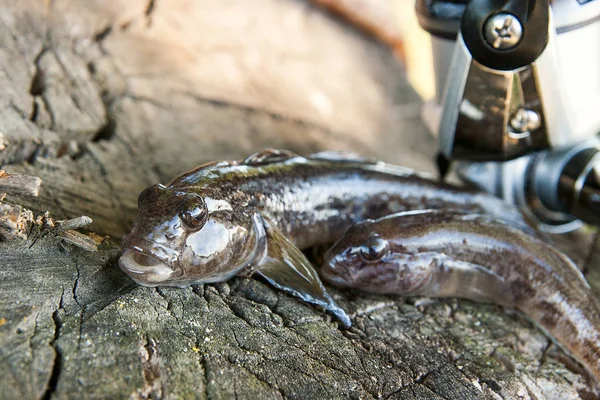 İki tatlı su bullhead balık veya yuvarlak kaya balığı sadece üzerinden alınan balık 