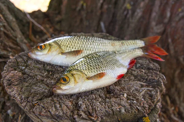 Vista de dos peces rubios comunes sobre fondo de madera vintage natural — Foto de Stock