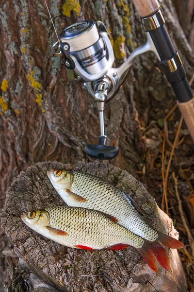 Två gemensamma rudd sötvattensfisk och fiskespö med ree — Stockfoto