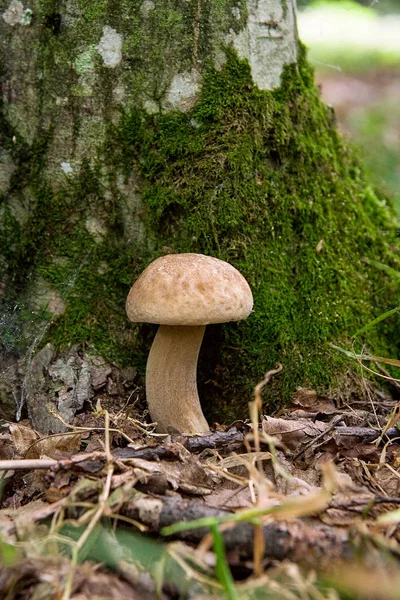 牛肝菌蘑菇生长在森林的地面上在秋天的季节 — 图库照片